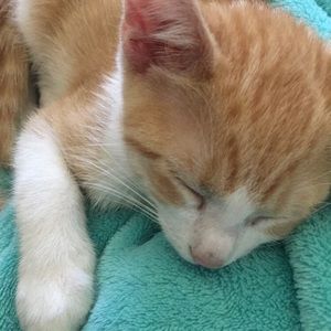 Meet your Posher, Abby